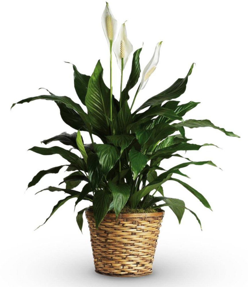 Best Indoor Plants for New York City Apartments
