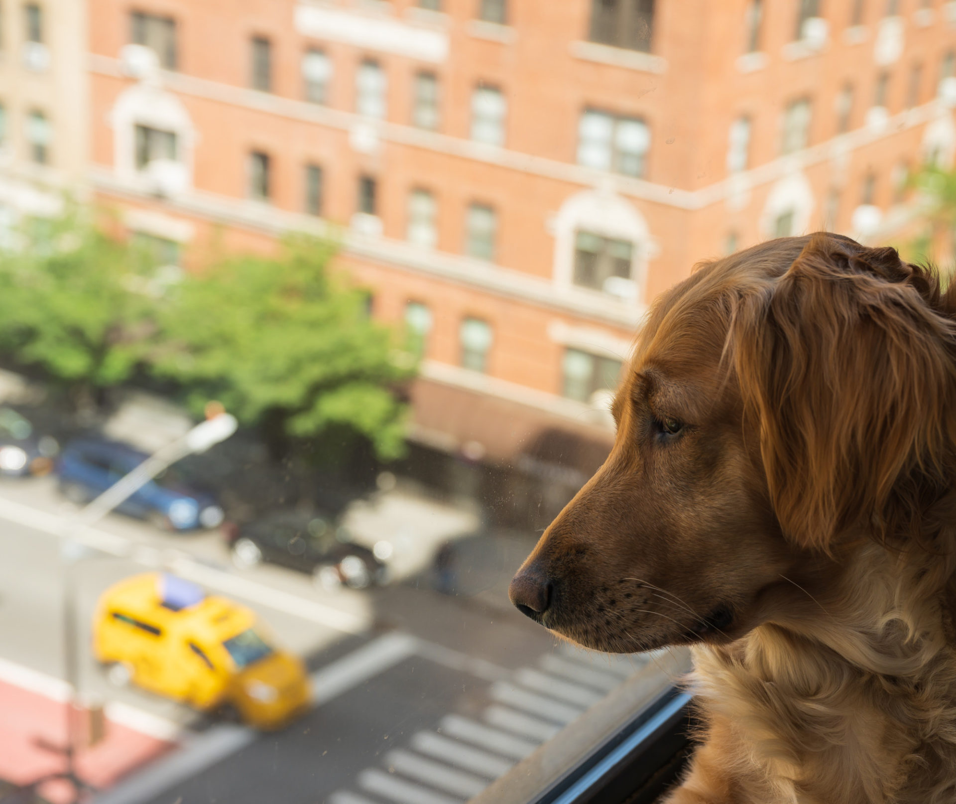 Pet-Friendly NYC Apartments