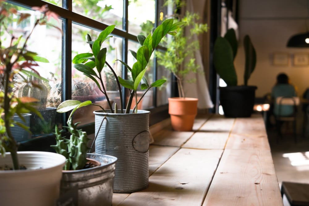 Indoor Home Gardening